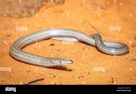 At Geckoes Wildlife Burtons Legless Lizard Stock Photo Alamy