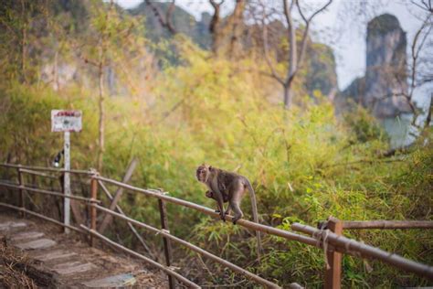 Hiking The Monkey Trail In Ao Nang To Pai Plong Beach Krabi