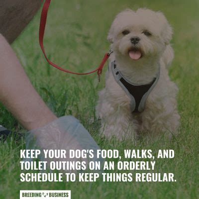 how to get my dog to poop faster