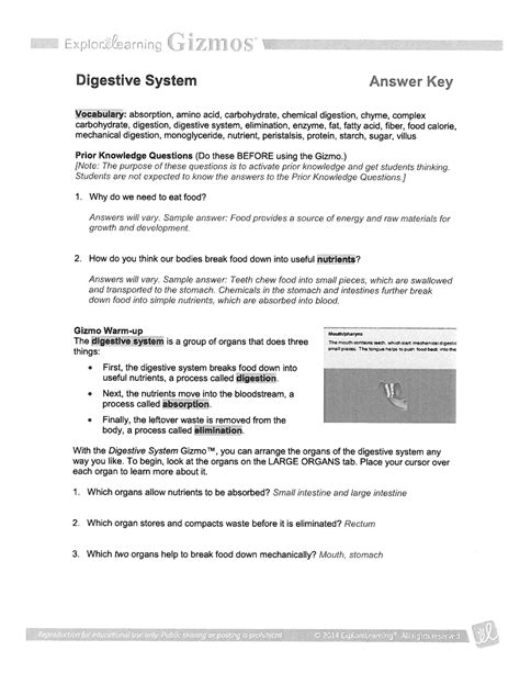 Digestive System Gizmo Answers Studocu