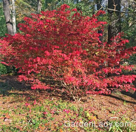 Fall Color Alternatives to Burning Bush | GardenLady.com