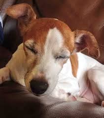 Jack Russell Terrier Health Problems - the Facts - Best Dog Foods and Holistic Dog Health ...