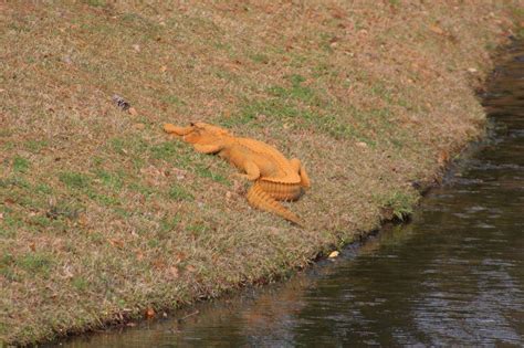 Orange Alligator : r/pics