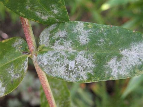 Powdery Mildew Cause Identification Prevention And Treatment