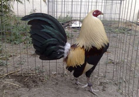 Las Mejores Razas De Gallos De Pelea Caracter Sticas Y Comportamiento