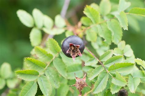 Garten Navi Altai Rose Rosa Spinosissima Var Altaica