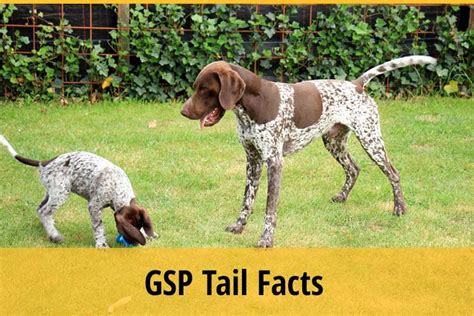 German Shorthaired Pointer Tails Facts Zooawesome