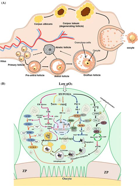 A Schematic Diagram Of Mammalian Ovary Showing Follicles At Different