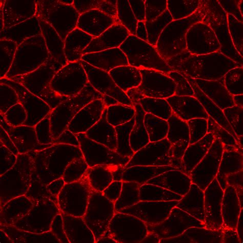 Cellbritetm Fix 555 Membrane Labeling Kit Trial Size Biotium