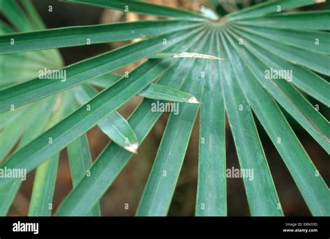 Palma de guano fotografías e imágenes de alta resolución Alamy