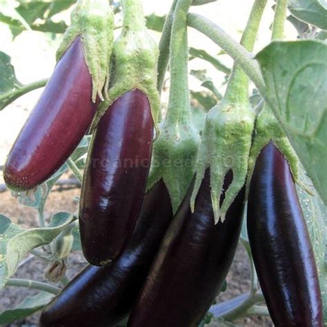 Diamond Garland Organic Eggplant Seeds Shipping Is Free For