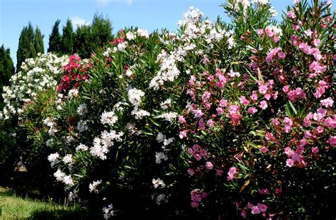 Laurier Rose 60 80 Pépinière Sainte Marguerite