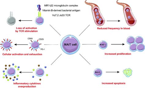 MAIT Cells Phenotype In Metabolic Diseases Blood MAIT Cells Frequency