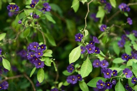 Premium Photo Blue Potato Bush Lycianthes Rantonnetii