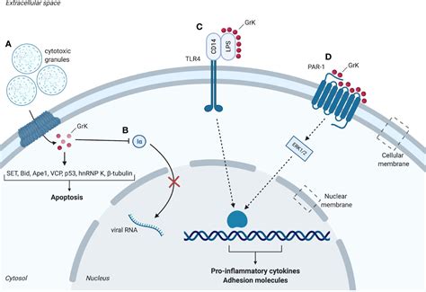 Frontiers Intracellular And Extracellular Roles Of Granzyme K