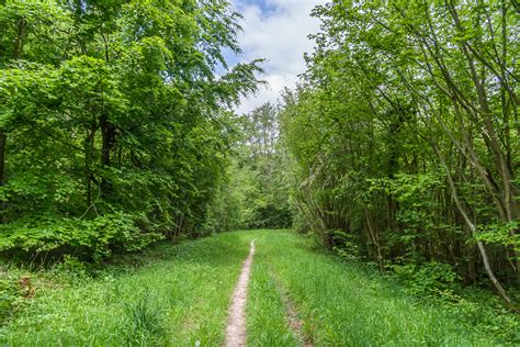 Oldlands Wood Ian Capper Cc By Sa Geograph Britain And Ireland