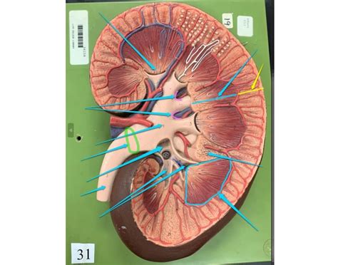 Kidney anatomy on model Quiz