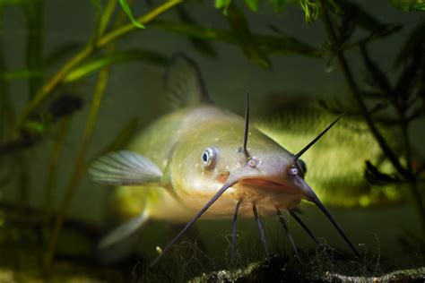 Catfish: A Guide to Habitat, Life Cycle, and Catching Tips - FishOnTips