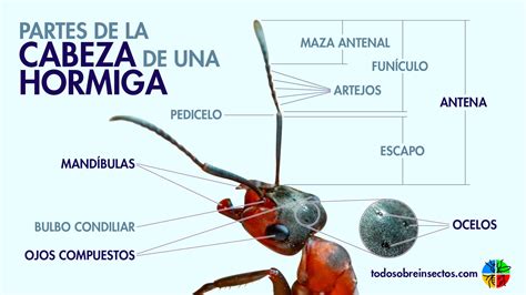 La anatomía de las hormigas Descubre cómo estos pequeños insectos