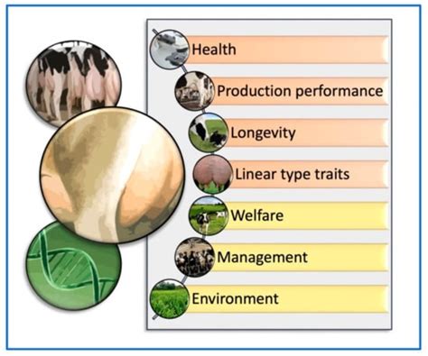 Animals Free Full Text Genomic And Phenotypic Udder Evaluation For