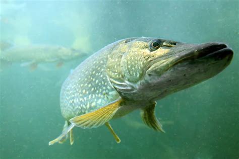 Underwater photo big Pike (Esox Lucius) — Stock Photo © vladvitek #34672911