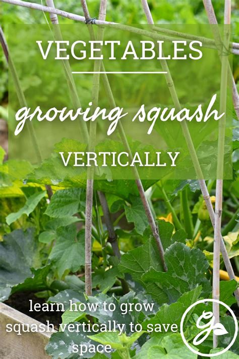 Best Ways To Grow Summer Squash Vertically Grow Squash Vertically Vegetable Trellis