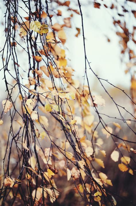 Branches Of The Birch With Faded Leaves Stock Image Image Of Fall