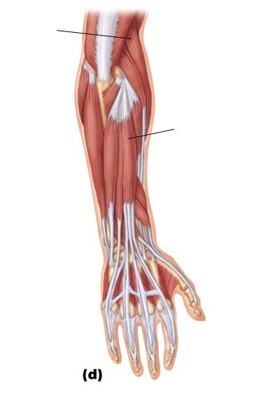 A P Lab I Exam 2 More Forearm Muscles Lol 2 Diagram Quizlet