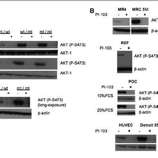 PI 103 Reduces AKT Phosphorylation In Multiple Cell Types A AKT