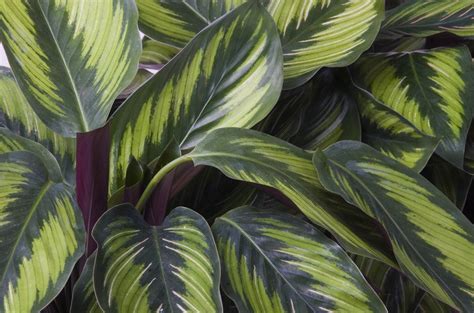 Plant Spotlight: The Calathea - Plantsome