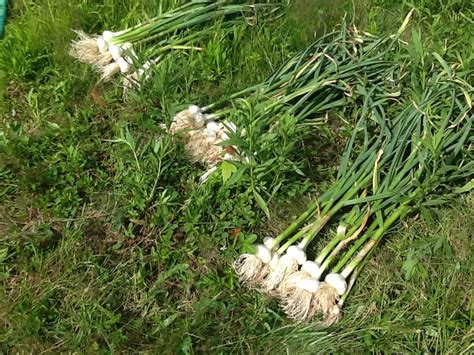 2016 Harvest - Natural Jack's Garlic