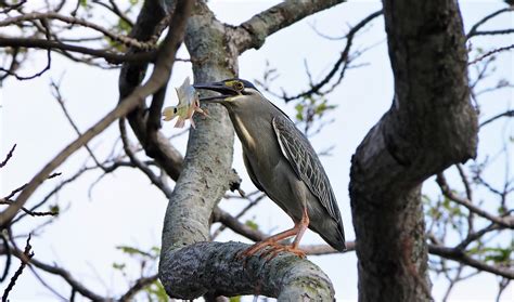 Heron Wild Wildlife - Free photo on Pixabay - Pixabay