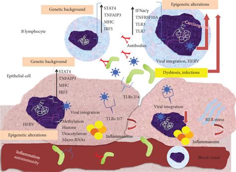 Pathogenesis Of Sjögren’s Syndrome And Associated B Cell Lymphoma On Download Scientific