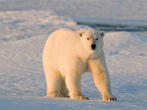 What Is A Polar Bears Life Span Nanoq Friends