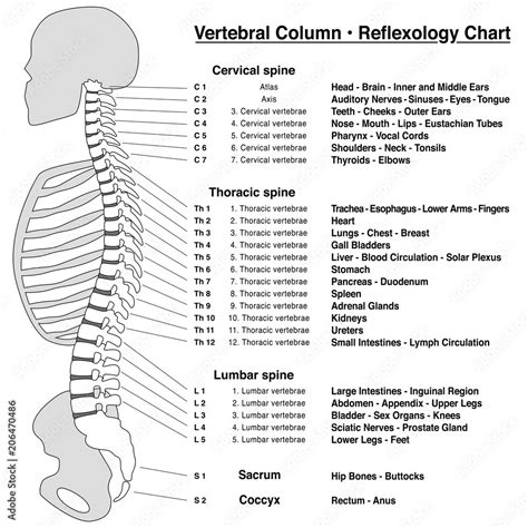 Spine Vertebrae Numbers