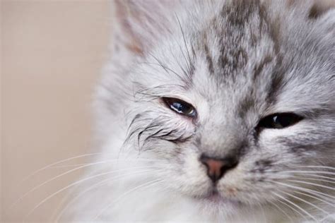 Cat Eye Infection: Symptoms and Treatment Options | Great Pet Care