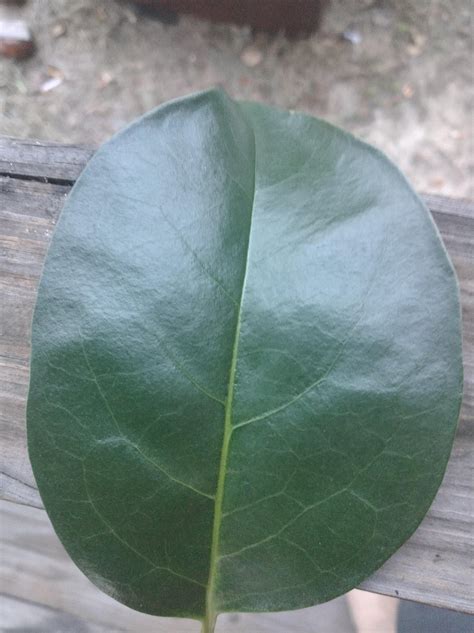 Anyone help identify this tree (south Georgia, USA) : r/treeidentification