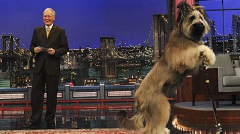 David Letterman's 'Stupid Pet Tricks' Reimagined Series Ordered By TBS