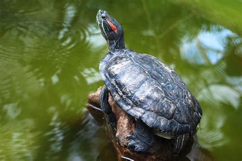 Red-Eared Slider Turtle Facts, Habitat, Diet, Pet Care, Pictures