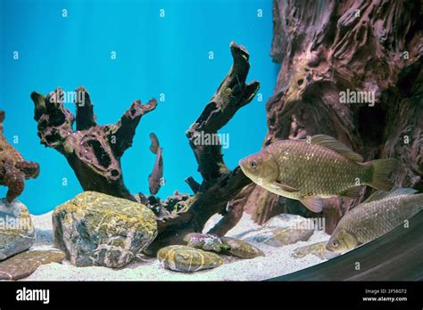 river crucian carp  res stock photography  images alamy