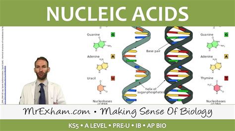 Chemicals Of Life Nucleic Acids Post 16 Biology A Level Pre U Ib