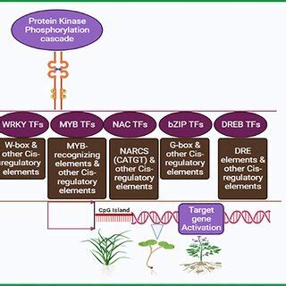 A pictorial model of signaling pathway involving phosphorylation and ...