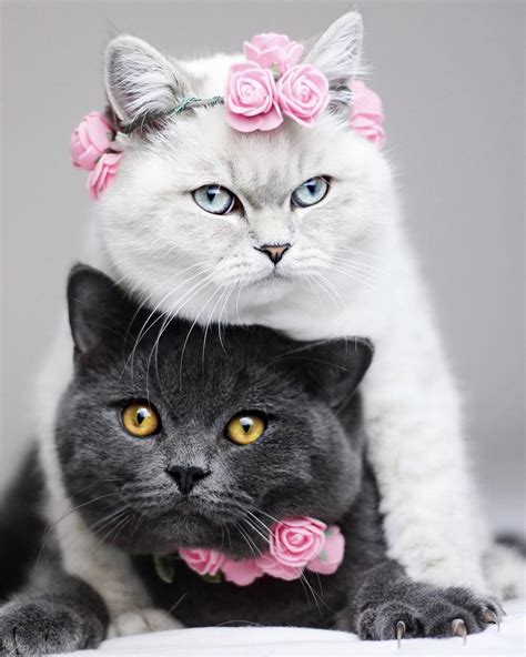 Картинки Кошки Кошечки — Картинки фотографии