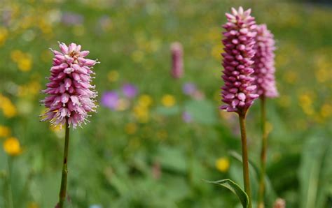 Polygonum bistorta | Found in the Alps in the Bernese Oberla… | Flickr