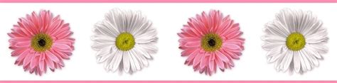 Gerber Daisy Border Clip Art