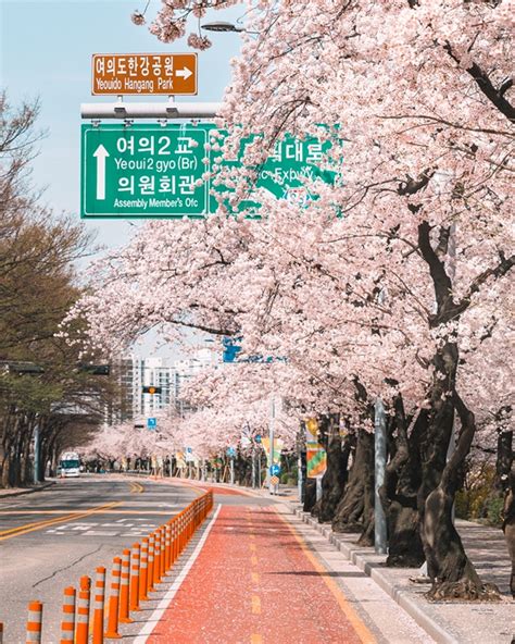 서울 4월 1일 벚꽃 개화벚꽃길 3년만에 열린다 헤럴드경제