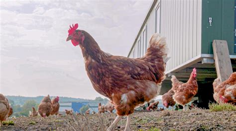 Sacksilos Futtermittel Top Hersteller Gewebsesilo Landwirtschaft