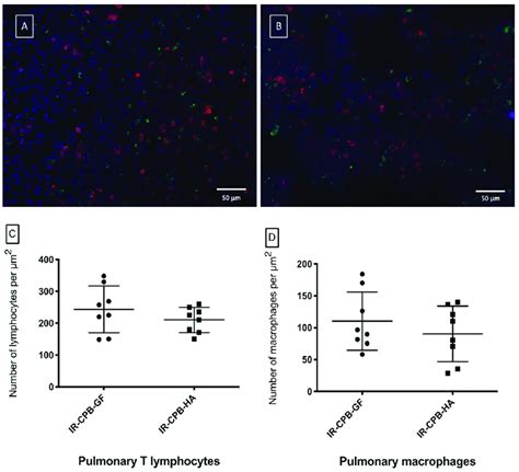 Immunohistology Magnification X Scale Bar M Fluorescent