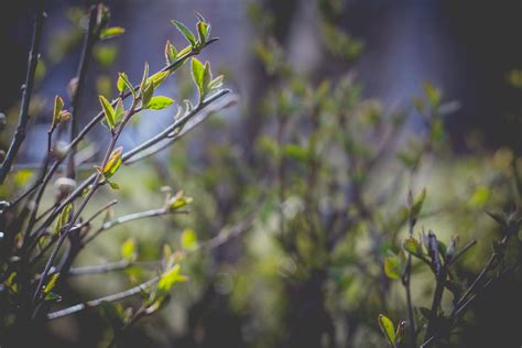 Wallpaper Sunlight Forest Nature Grass Plants Branch Green