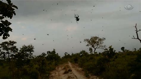 Chuva De Aranhas Assusta Moradores No Sul De Minas Gerais Veja V Deo